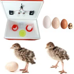 100 Eggs Semi Egg Incubator for Egg Hatching Durable EPS Th Body Egg Incubator, Egg Incubator-4