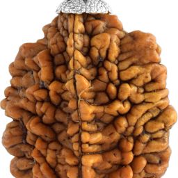 2 Mukhi Nepali Rudraksha Pendant TWO Faced Rudraksha Natural & Certified Sterling Silver Alloy Pendant-image-10