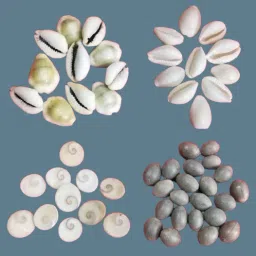 Combo of White Kaudi/ Yellow Kaudi /KamalGutta / Gomati Chakra for Lakshmi Puja Decorative Showpiece - 2 cm-23