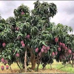 cloud farm Mango Plant-picture-22