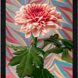 Wall Profile "Soft Pink Flower with Artistic Wall Decor" 3D Painting 11 inch x 14 inch Painting-image-95