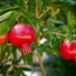 Pomegranate Plant-image-17