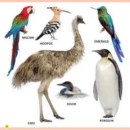 Dreamland Kids My First Library Animals & Birds Early Learning Book image 5