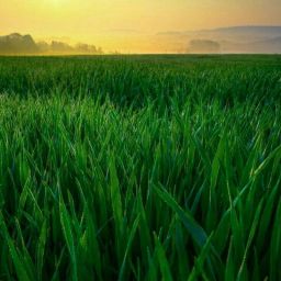 Sweet Sudan Fodder, Multicutting grass For Cow/goat/buffaloes Seed, HYBRID SEED Seed-image-69