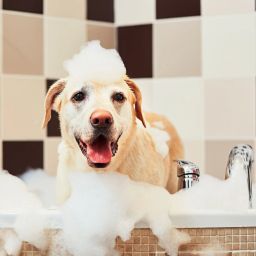 hachiko ( Combo of 2 ) Dog & Cat DeShedding Shampoo + Deodorizing Natural Perfume Allergy Relief, Anti-dandruff, Anti-fungal, Whitening and Color Enhancing, Conditioning, Anti-itching, Anti-microbial Artificial Fragrance Free Dog Shampoo image 2