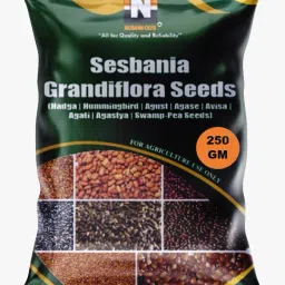Sesbania Grandiflora, Hummingbird Tree, Hadga, Agust, Agase, Avisa, Agati, Agastya, Swamp-Pea Seed-image-10