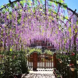 3.6 Ft Artificial Flowers Strings for Home Wedding Party Ceremony (Purple, 12) Purple, Green Westeria Artificial Flower-image-70