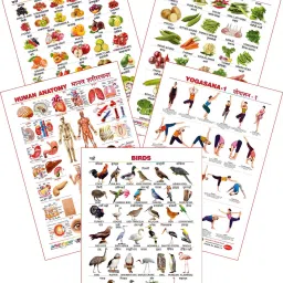 Educational Large Wall Charts (Set of 5) : ( Fruits, Vegetables, Human Anatomy, Yogasana & Birds ) (English & Marathi Language)-6