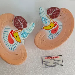 kambojtraders Human Brain Model Anatomically Accurate Brain For Science Teaching Medical Model image 3
