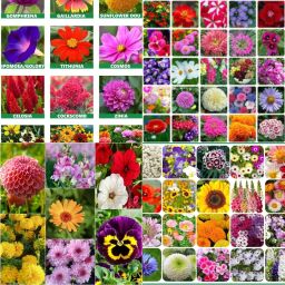 All seasons flower seeds biij 202 Seed-image-3