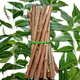 Neemdatun10 Medium Toothbrush-image-26