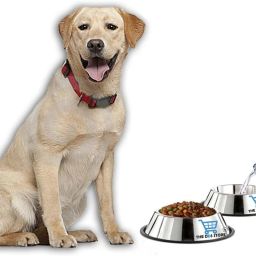 1 pc Stainless Steel Pet Bowl Removable Rubber Ring Pet Bowl Water & Food Bowl Stainless Steel Pet Bowl-22