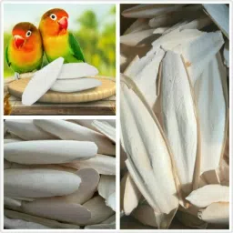 Cuttlefish Bone for Birds Calcium - 100 gm 0.1 kg Dry Adult Bird Food-picture-21