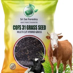 COFS 31 Grass Seeds Multicut Perennial Sorghum Jowar Grass for Animal Fodder Seed-image-55