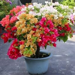 Bougainvillea Plant-image-10