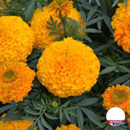 African Marigold Hybrid Seeds For Roof Garden Container Garden Orange Seed-image-23