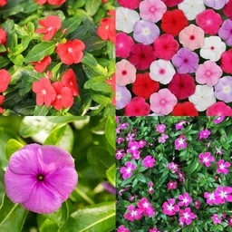 ibains Vinca flower seeds hybrid mix colour no of seeds 17 Seed-picture-10