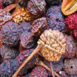 Rudraksha seeds for planting at home Seed-image-18