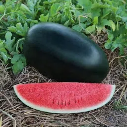 F1 Hybrid Watermelon seeds best for home garden (Black) Seed-image-50