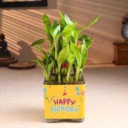 Bamboo Birthday Plant-70