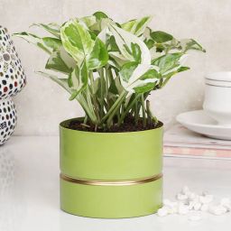 White Pothos Green Vase Plant-image-12