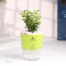 Jade Plant With Sustainable Self Watering Pot-image-38