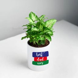 Lush Syngonium Plant In A Ceramic Pot-image-32