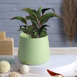 Homspurts Long Dish Green Metal Planter-image-92