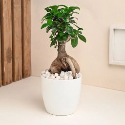 Microcarpa Bonsai Plant-image-75
