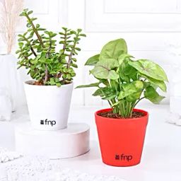Syngonium Jade Plant Set-13