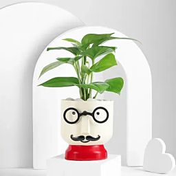 The Mustache Buddy Planter-image-30