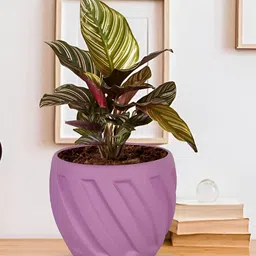 LASAKI Purple Textured Ceramic Planter-image-75