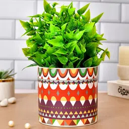 TAYHAA White & Red Ceramic Garden Delight Planter-image-98