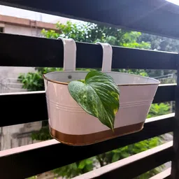 ecofynd 3 Pcs White Metal Oval Balcony Hanging Planter-15