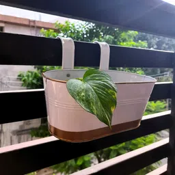ecofynd Railing Planter 6 Pieces Metal Oval Balcony Hanging Planters-28