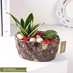 Sanseveria N Echeveria in Ship Planter-image-35
