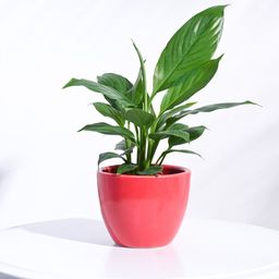 UGAOO Red Apple Ceramic Small Pot image 1