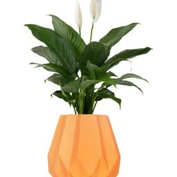 LASAKI Izzy Lily Orange Textured Ceramic Planter-picture-15