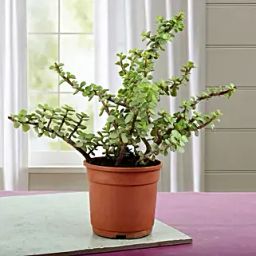 Beautiful Jade Plant-image-42