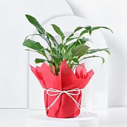 Peace Lily Prosperity Plant-image-58