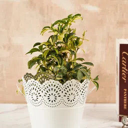 DecorTwist Metal Planter Pot-44