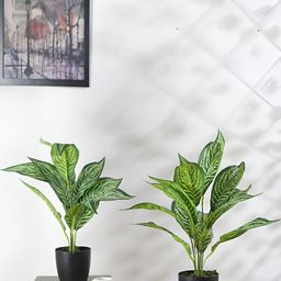 Home Bloom Green and White 2 Pieces Croton Artificial Plant With Pot-37