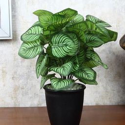 FOLIYAJ Green Faux Calathea Plant With Pot-41