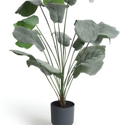 HABERE INDIA Green 1 Pieces Ficus Artificial Plant With Pot-0