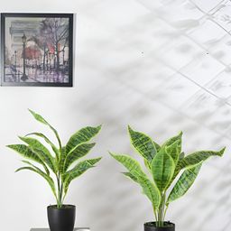 Home Bloom Green 2 Pieces Snake Artificial Plants With Pots-45
