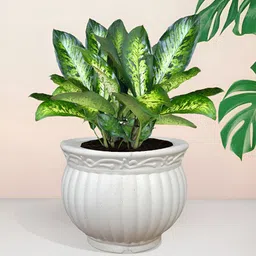 Kuber Industries White 4 Pieces Matki Flower Planters-50