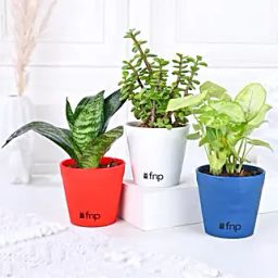 Set Of 3 Green Foliage Plants-38