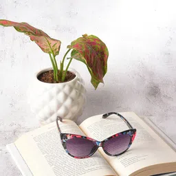 HAUTE SAUCE by  Campus Sutra Women Cateye Sunglasses SUM23_HSSG1022-image-9