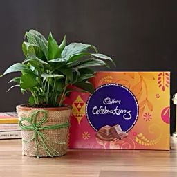 Beautiful Peace Lily Plant & Cadbury Chocolates-23