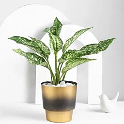 Aglaonema Plant In A Golden Pot-image-80